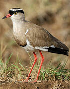 Crowned Lapwing