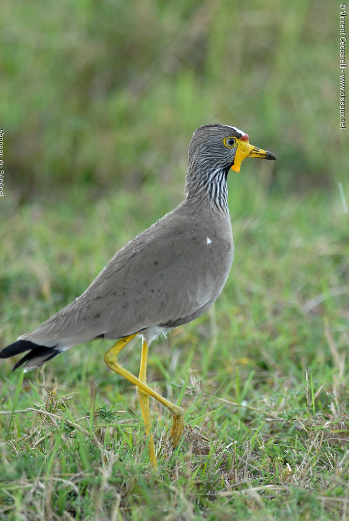 Vanneau du Sénégal, identification