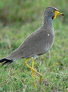 African Wattled Lapwing