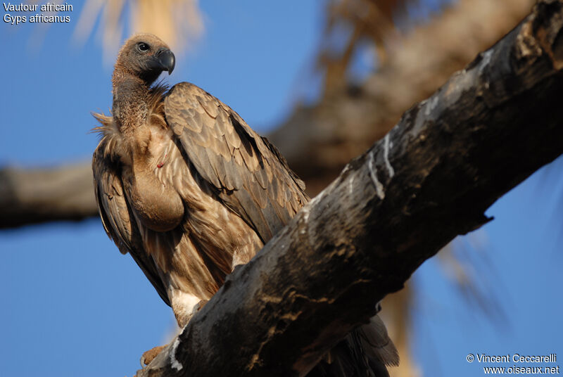 White-backed Vulture