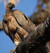 White-backed Vulture