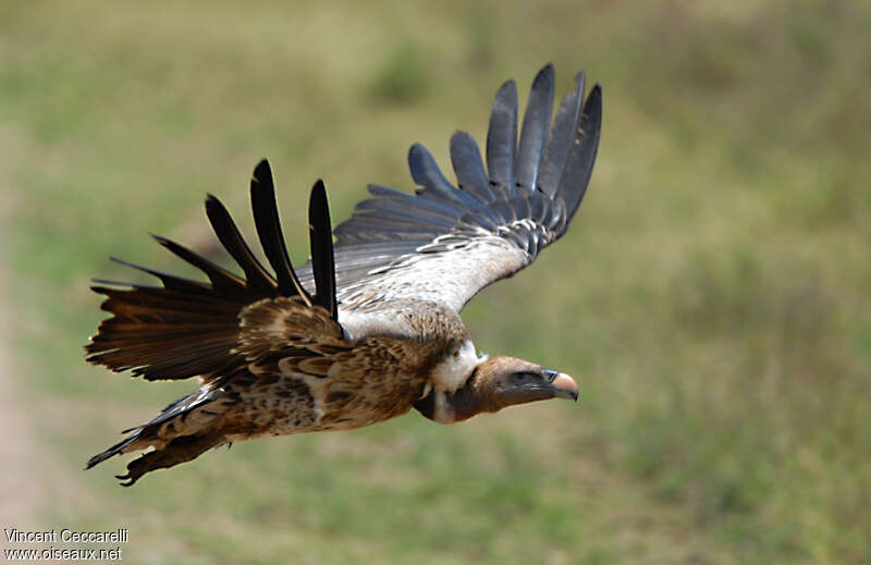 Rüppell's Vulture