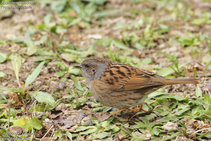 Dunnock