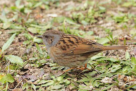 Dunnock