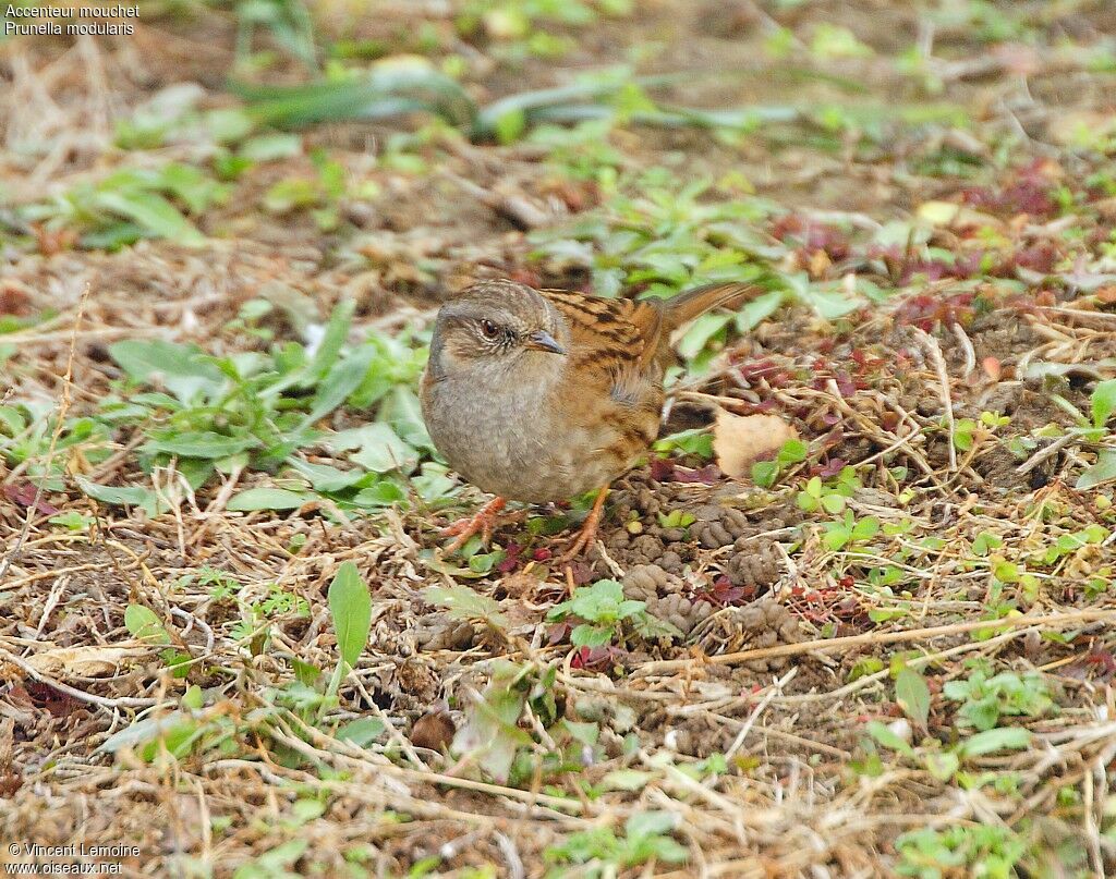 Dunnock