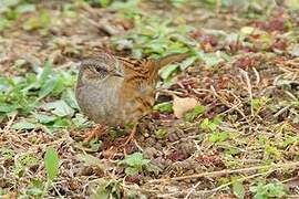 Dunnock