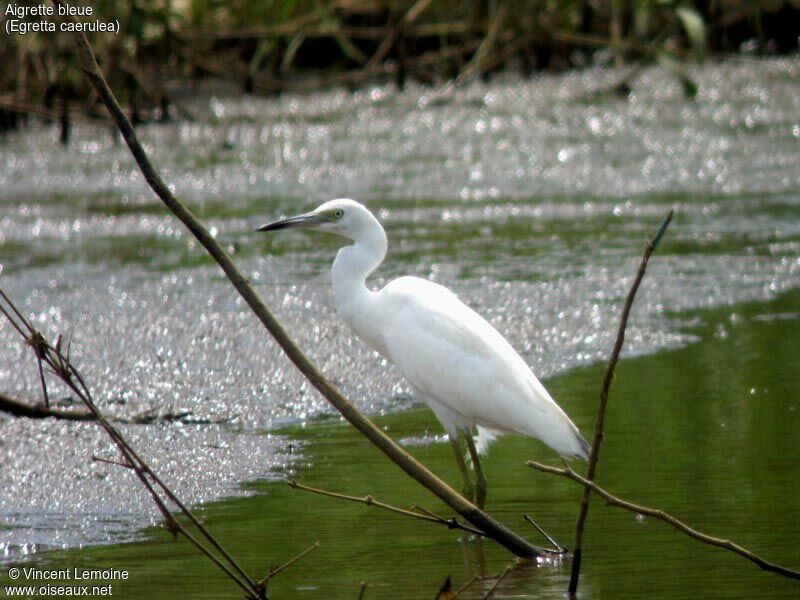 Aigrette bleuejuvénile, identification