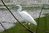 Aigrette bleue