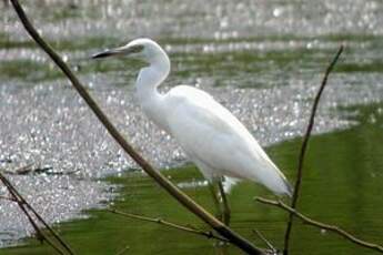 Aigrette bleue