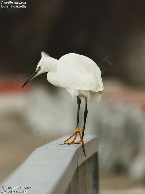 Aigrette garzette