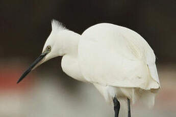 Aigrette garzette