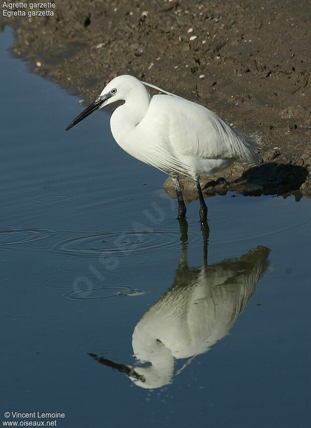 Little Egretadult breeding