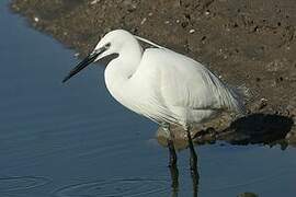 Aigrette garzette