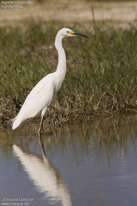 Aigrette neigeuse