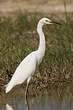 Aigrette neigeuse