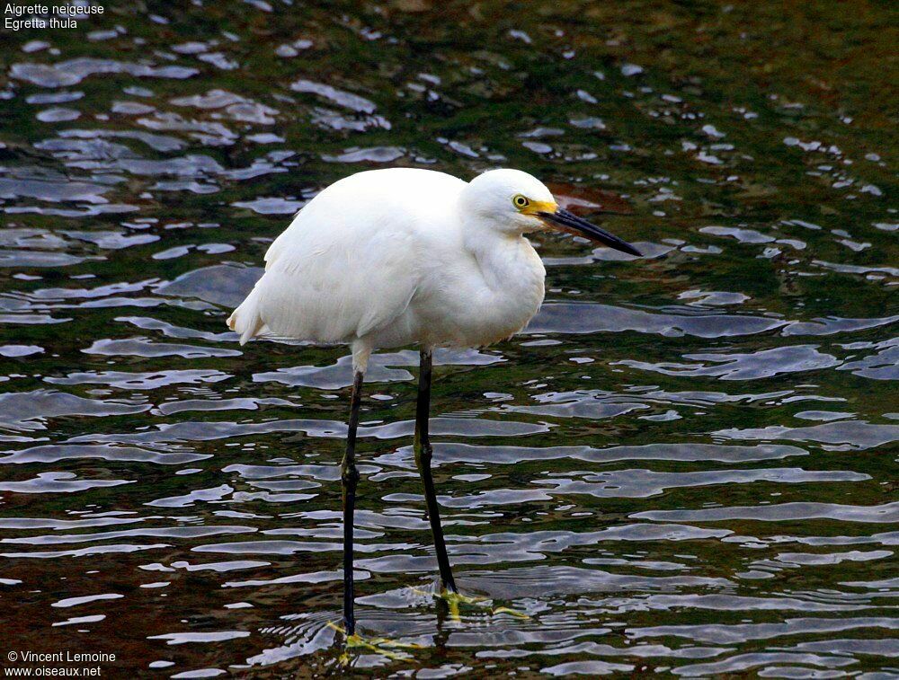 Snowy Egretadult