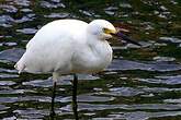 Aigrette neigeuse