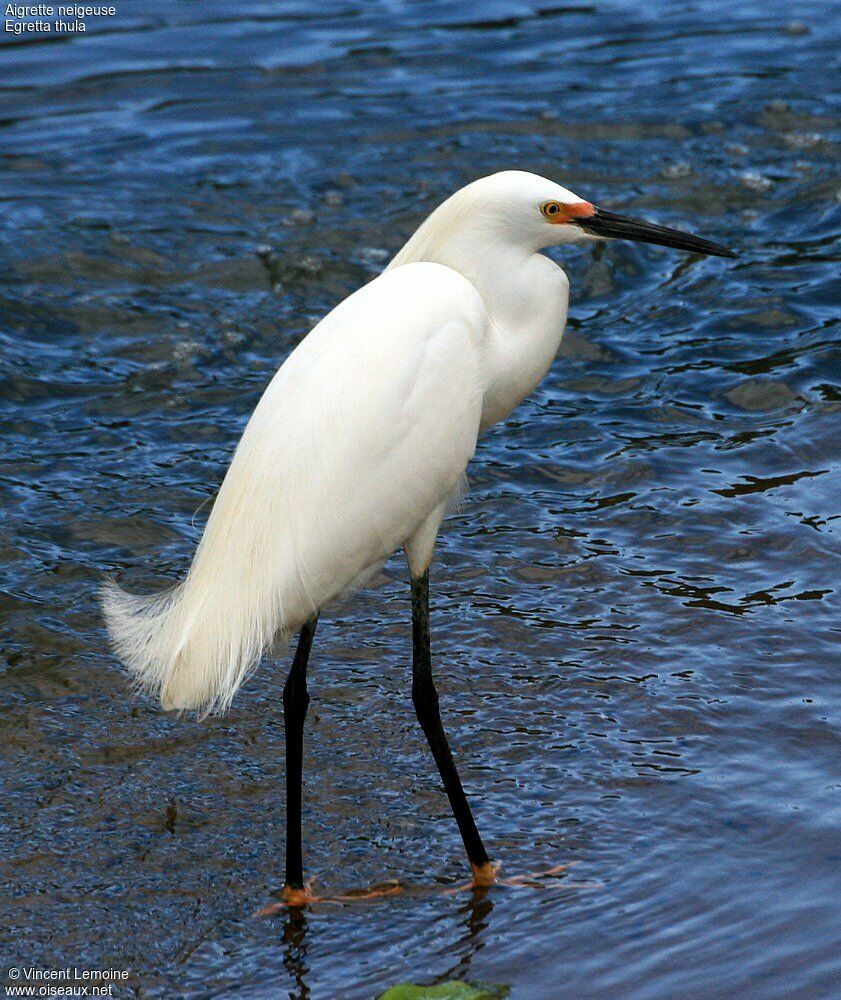 Aigrette neigeuseadulte nuptial