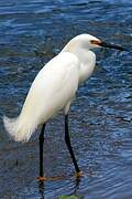 Snowy Egret