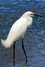 Aigrette neigeuse