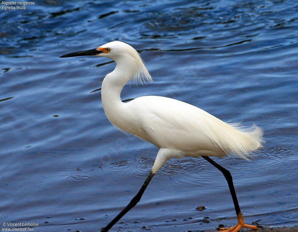 Aigrette neigeuseadulte nuptial