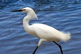 Aigrette neigeuse