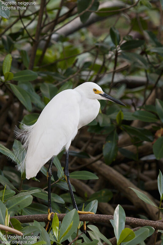 Snowy Egretadult