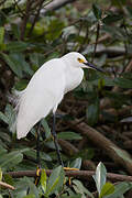 Snowy Egret