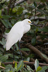 Aigrette neigeuse