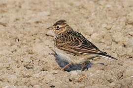 Eurasian Skylark