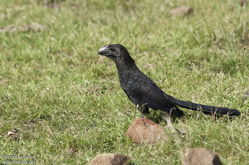 Smooth-billed Aniadult, habitat, fishing/hunting