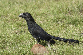 Smooth-billed Ani