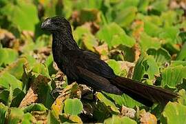 Smooth-billed Ani