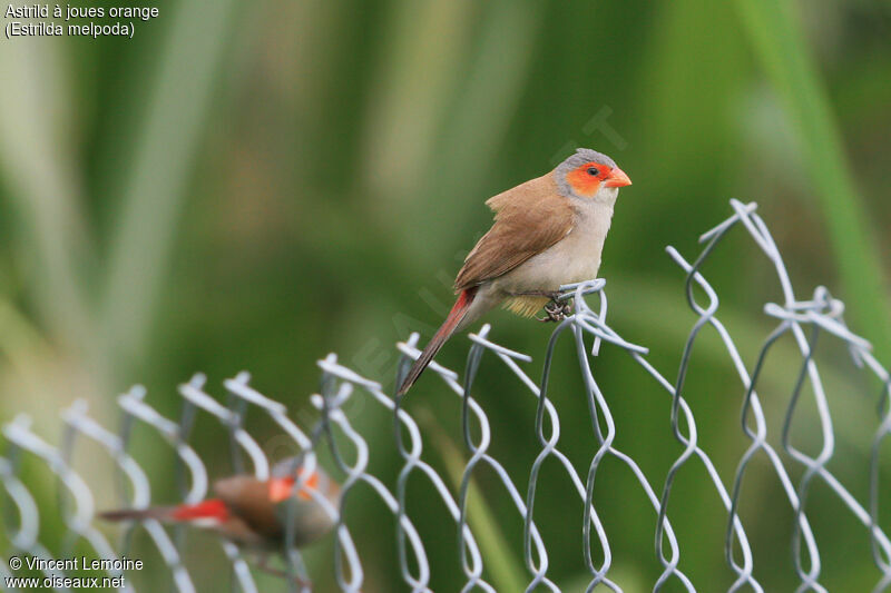 Orange-cheeked Waxbilladult