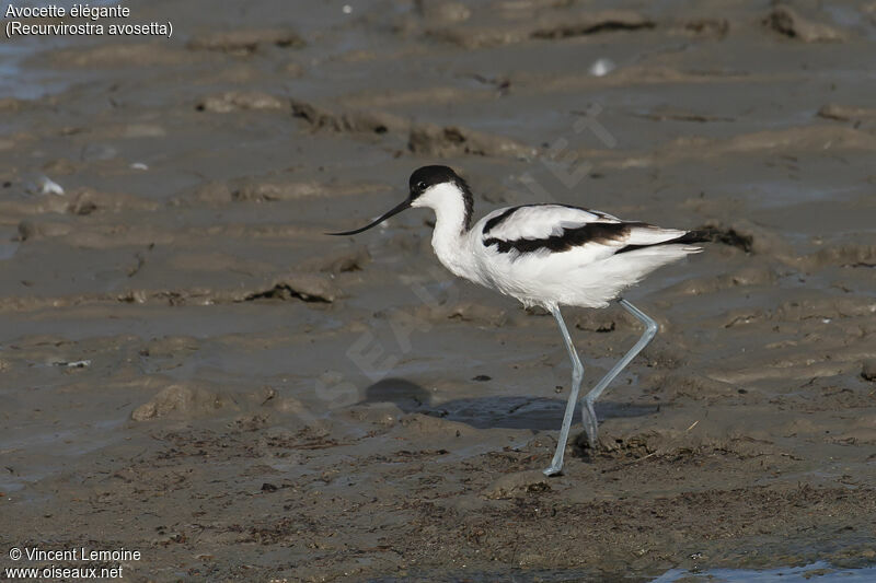 Pied Avocet