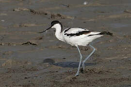 Avocette élégante