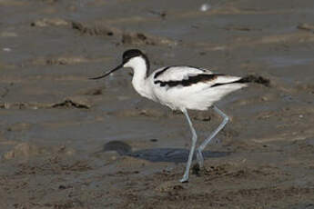Avocette élégante