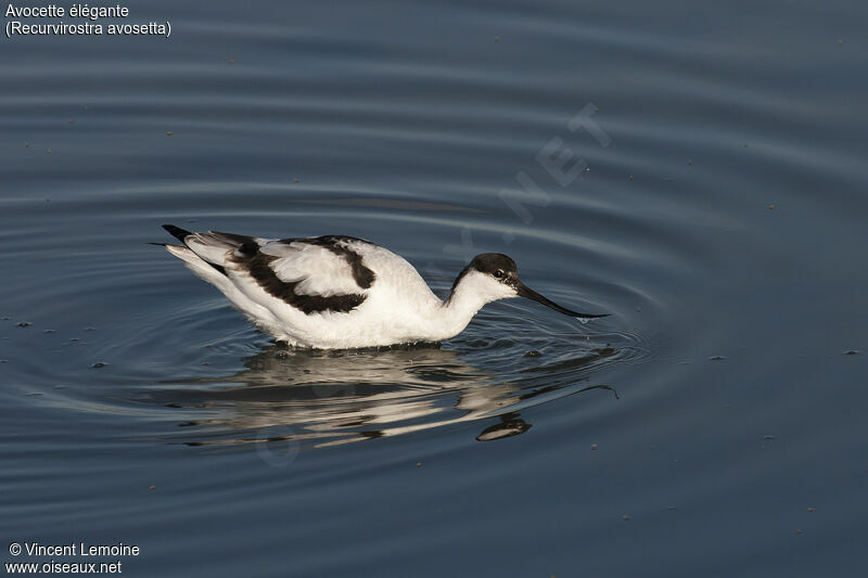 Pied Avocet