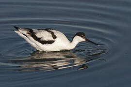 Avocette élégante