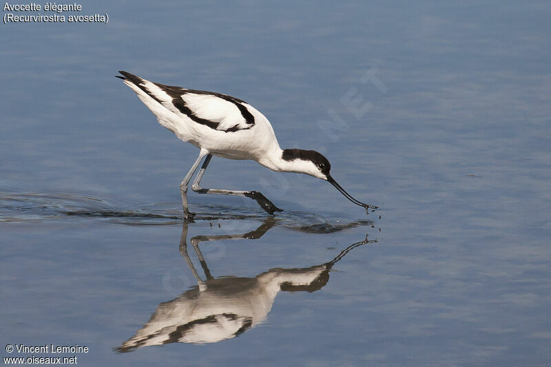 Avocette éléganteadulte