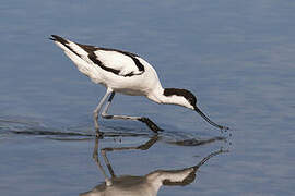 Avocette élégante