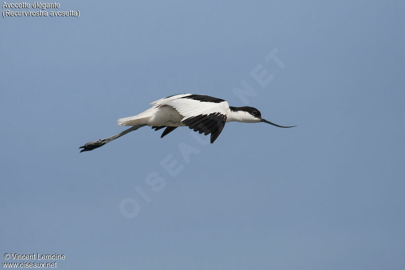 Pied Avocetadult