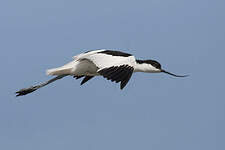 Avocette élégante