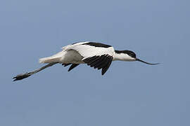 Pied Avocet