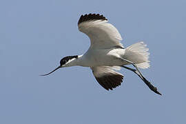 Avocette élégante