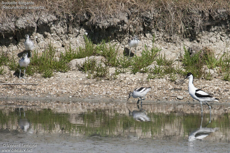 Avocette élégante