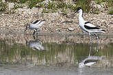 Avocette élégante