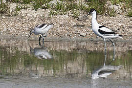 Pied Avocet