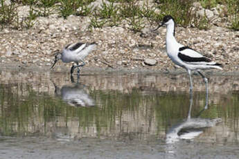 Avocette élégante