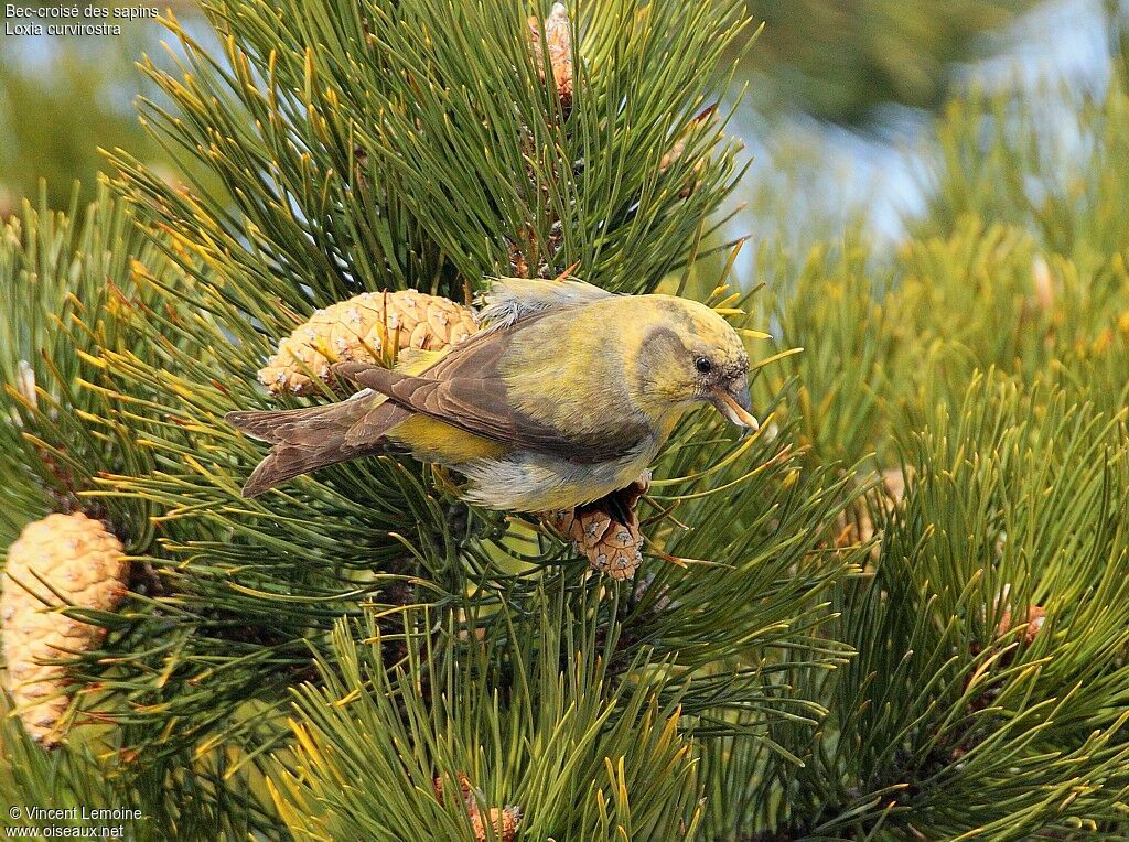 Bec-croisé des sapins femelle adulte